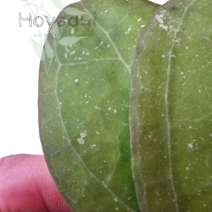 Hoya verticillata ‘Wayang’