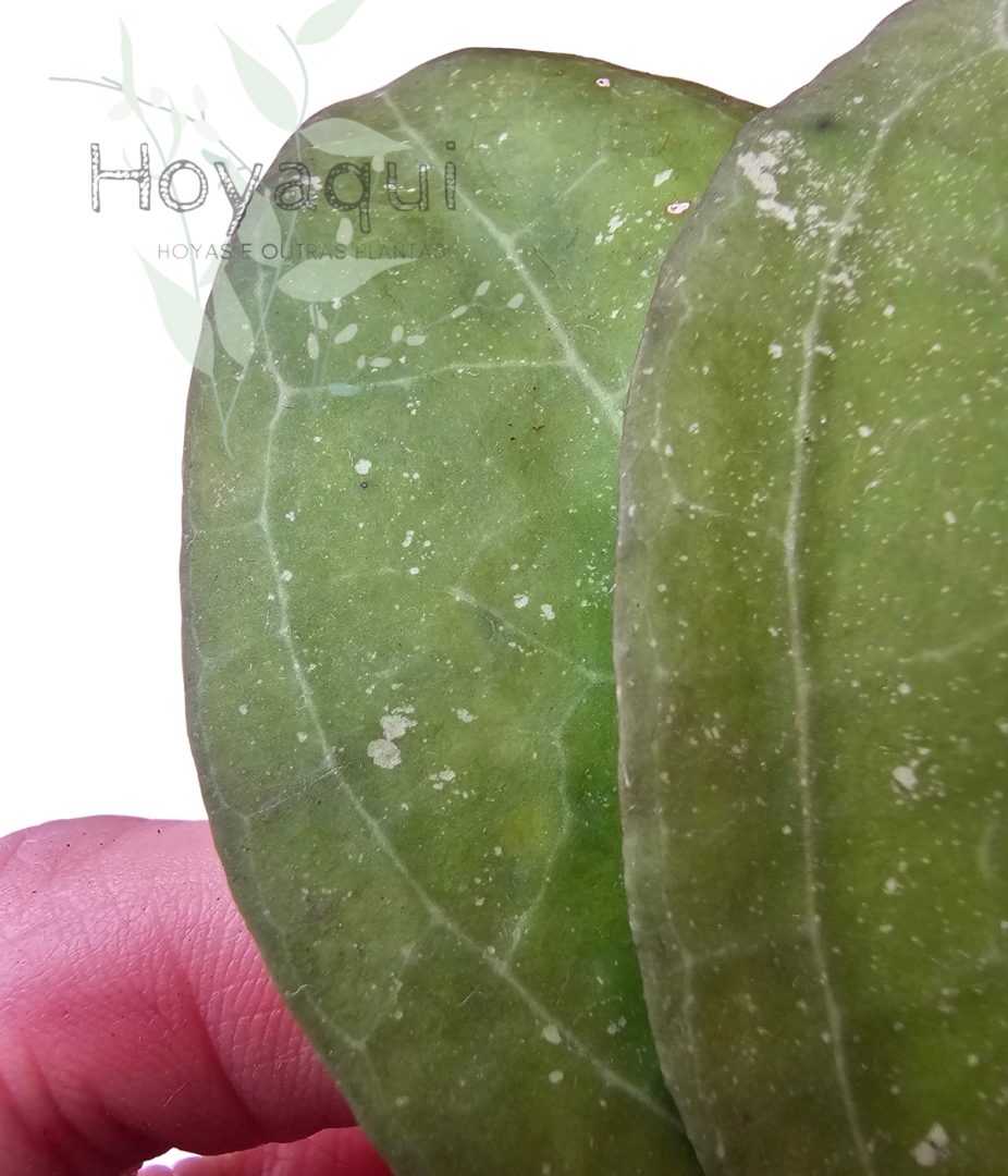 Hoya verticillata ‘Wayang’