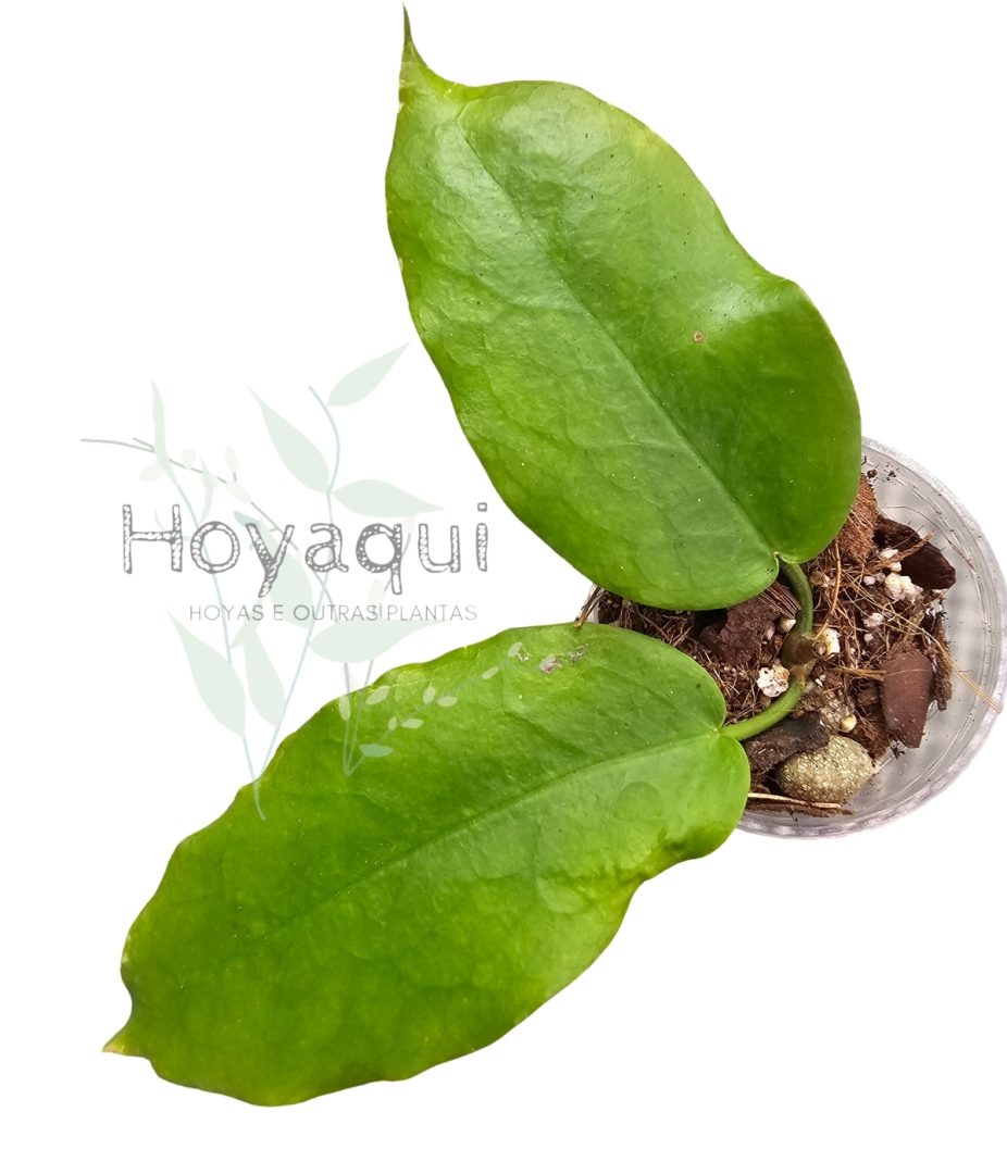 Hoya macgillivrayi