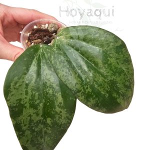 Hoya latifolia SILVER SPLASH