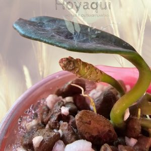 Hoya nyhuusiae