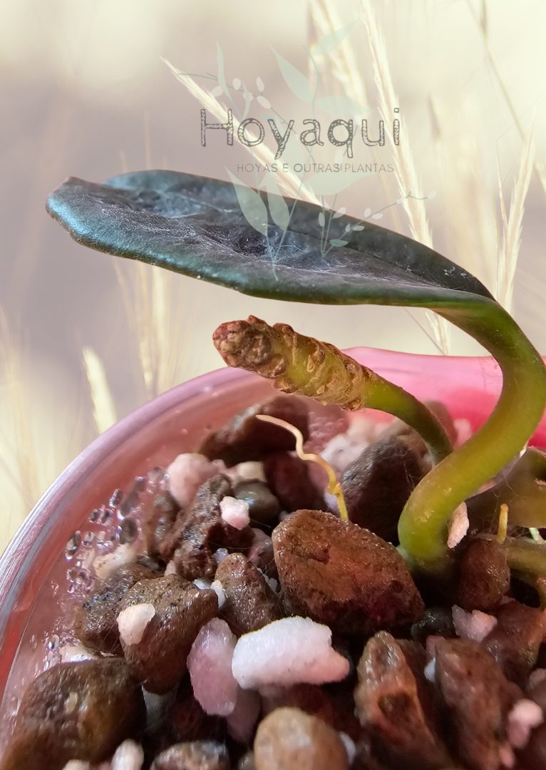 Hoya nyhuusiae Hoya nyhuusiae