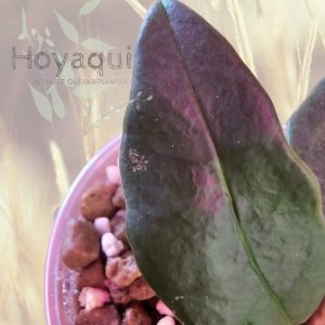 Hoya nyhuusiae