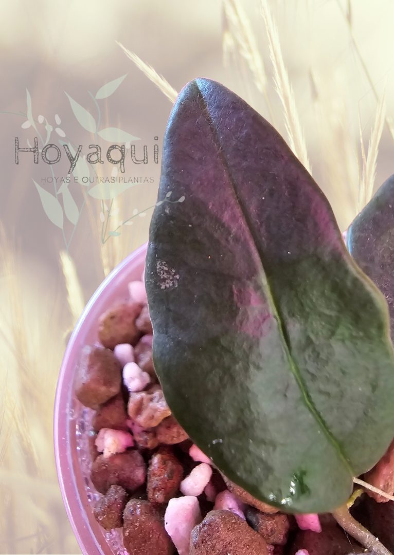 Hoya nyhuusiae Hoya nyhuusiae