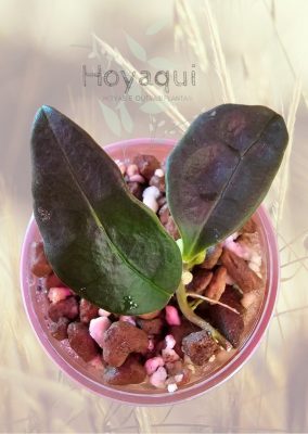 Hoya nyhuusiae