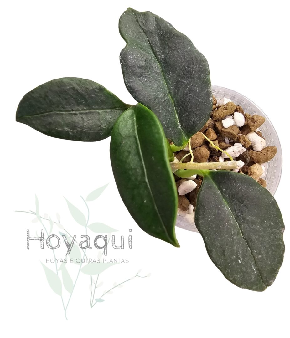 Hoya nyhuusiae