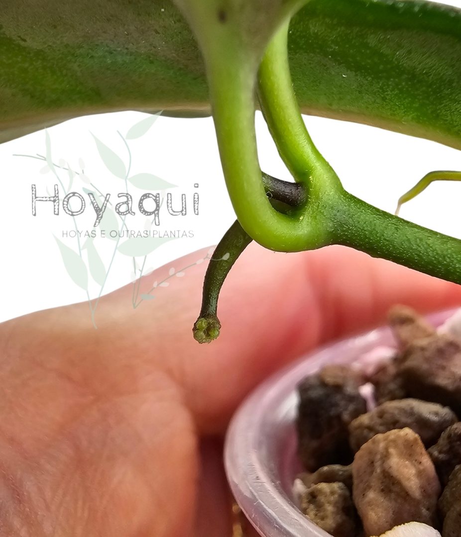 Hoya nyhuusiae