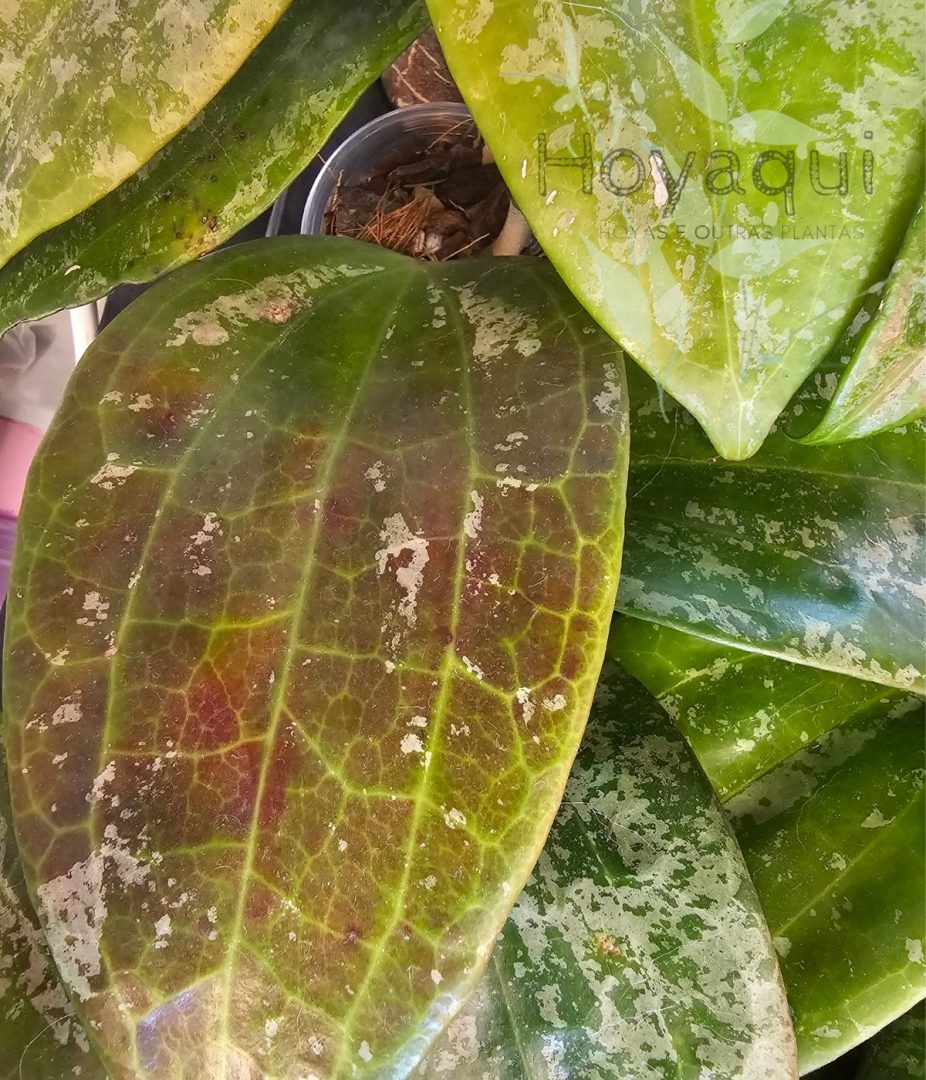 Hoya latifolia SILVER SPLASH