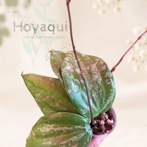 Hoya latifolia SILVER SPLASH