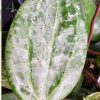 Hoya latifolia SILVER SPLASH
