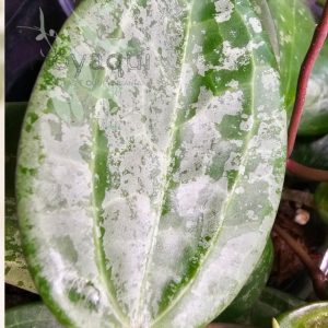 Hoya latifolia SILVER SPLASH