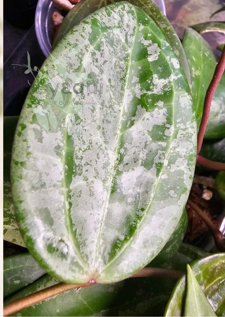 Hoya latifolia SILVER SPLASH Hoya latifolia SILVER SPLASH
