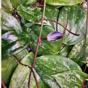 Hoya latifolia SILVER SPLASH