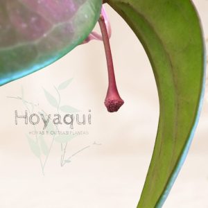 Hoya latifolia SILVER SPLASH