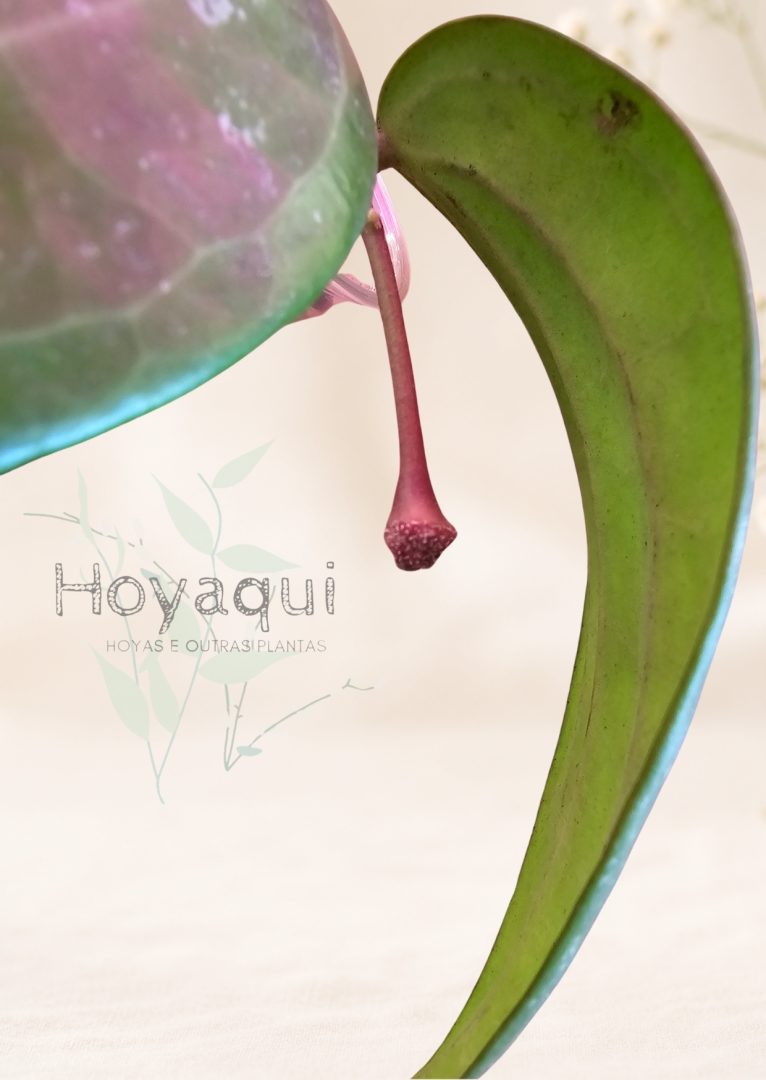Hoya latifolia SILVER SPLASH Hoya latifolia SILVER SPLASH