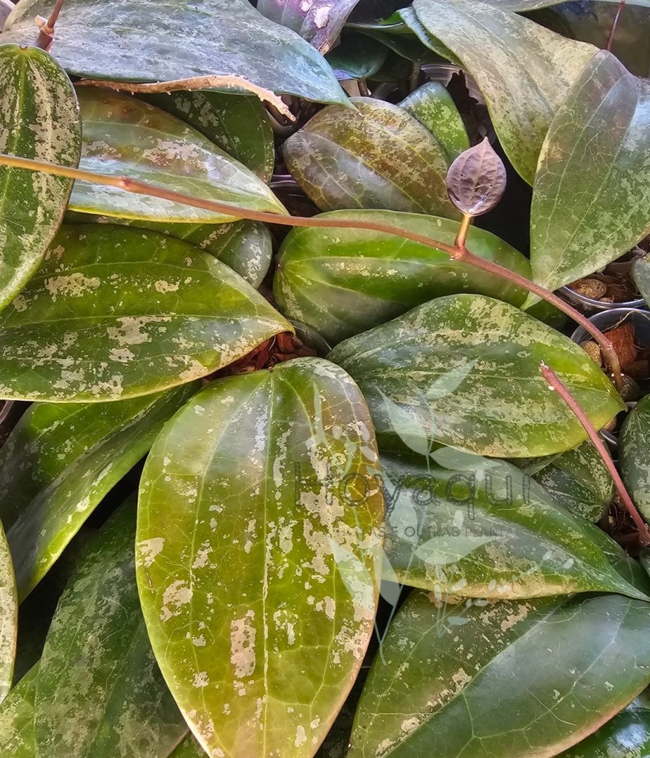 Hoya latifolia SILVER SPLASH