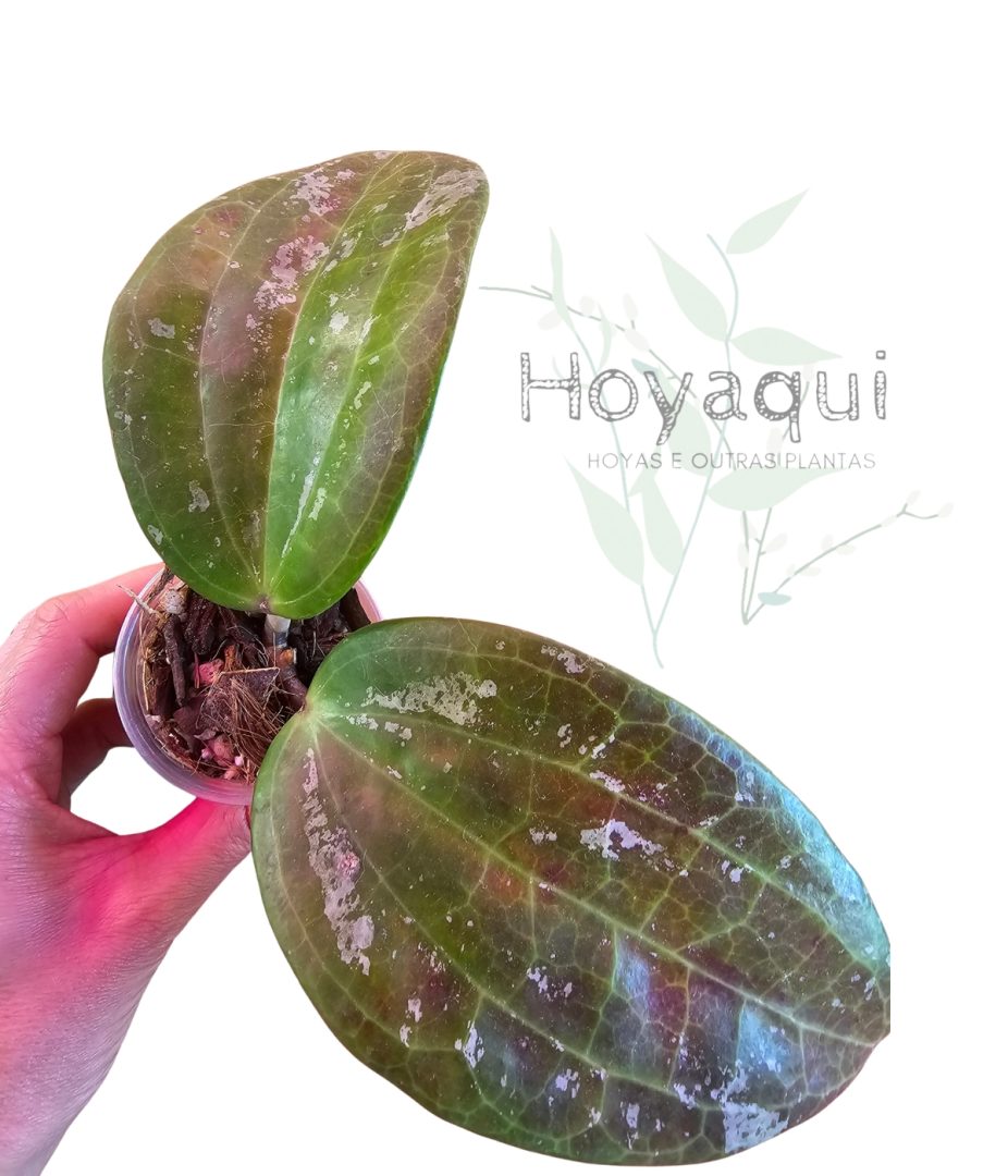 Hoya latifolia SILVER SPLASH