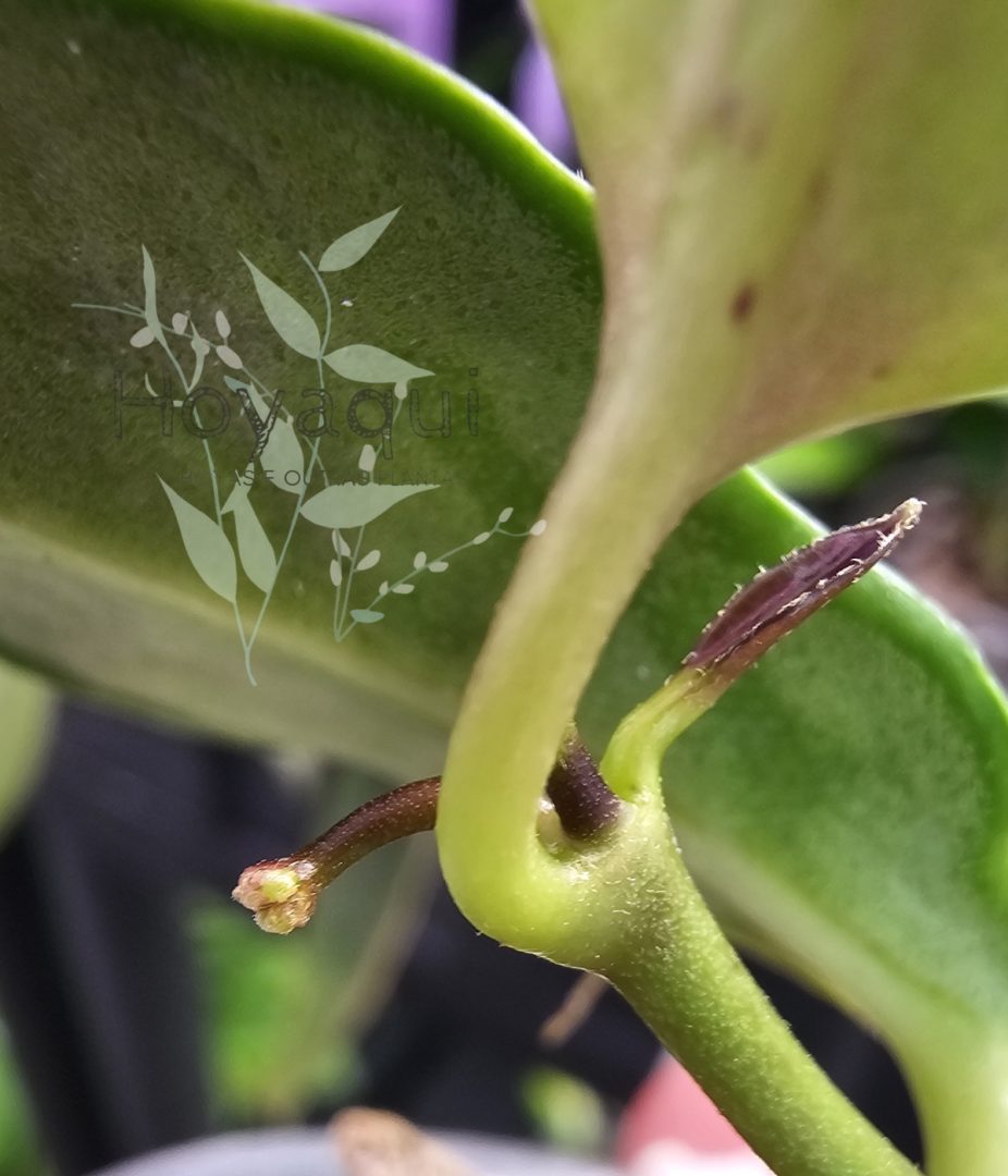 Hoya nyhuusiae