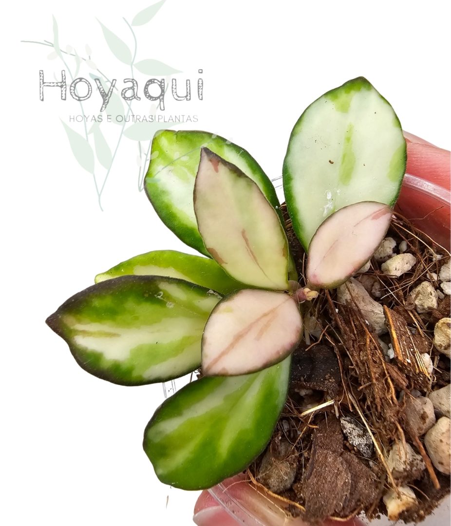 Hoya heuschkeliana (inner var)