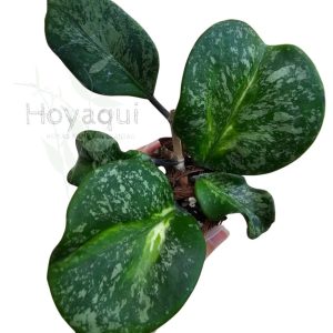 Hoya obovata (inner variegata) SPLASH