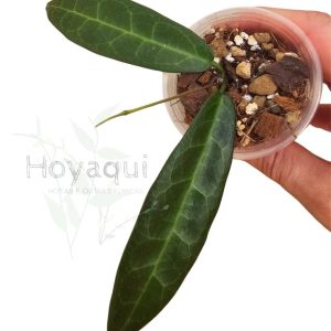 Hoya hypolasia