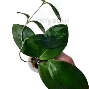 Hoya sp. UT-033