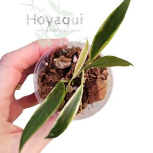 Hoya tsangii (outer variegated)