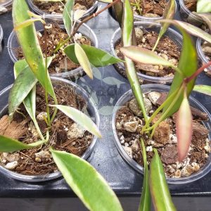 Hoya tsangii outer variegated