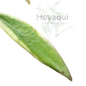 Hoya tsangii outer variegated