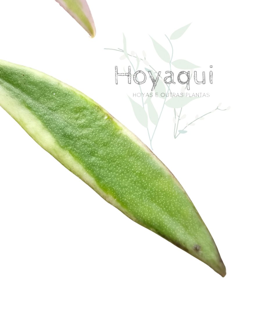 Hoya tsangii outer variegated