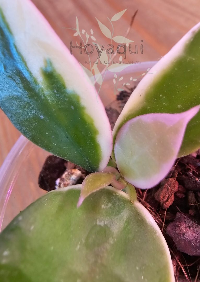 Hoya lacunosa ‘Asami’ Hoya lacunosa ‘Asami’