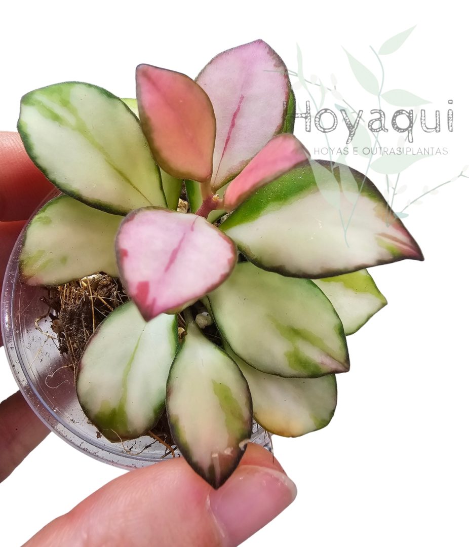 Hoya heuschkeliana inner variegated