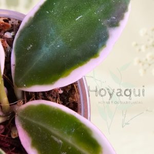 Hoya lacunosa ‘Asami’
