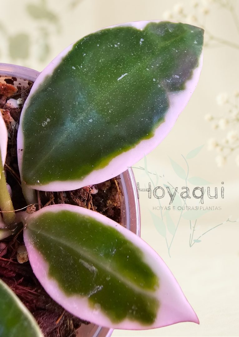 Hoya lacunosa ‘Asami’ Hoya lacunosa ‘Asami’