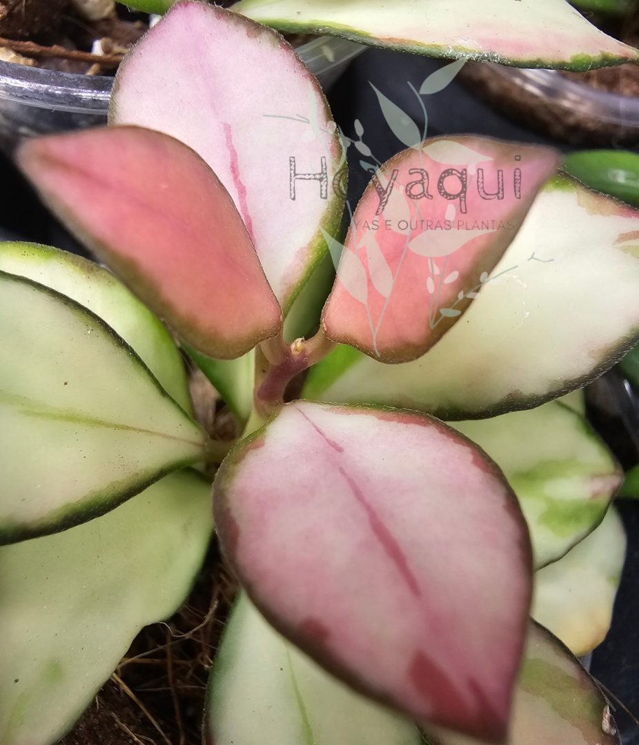 Hoya heuschkeliana inner variegated