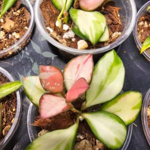 Hoya heuschkeliana inner variegated