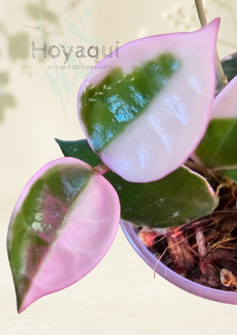 Hoya lacunosa ‘Asami’ Hoya lacunosa ‘Asami’