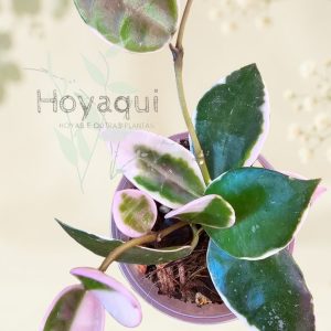 Hoya lacunosa ‘Asami’
