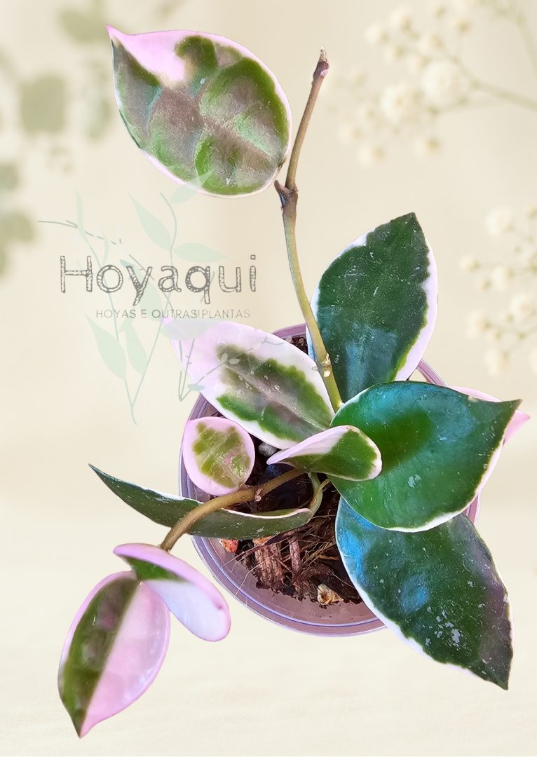 Hoya lacunosa ‘Asami’ Hoya lacunosa ‘Asami’