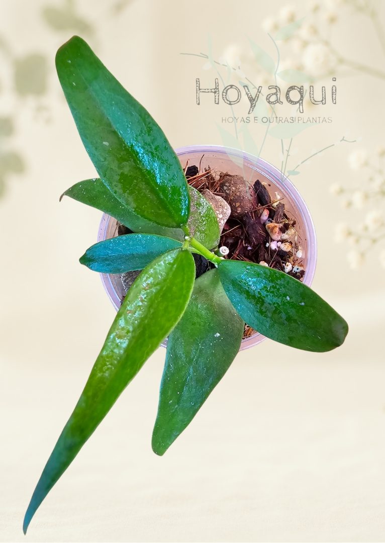 Hoya sp. Vietnam (polyneura complex)