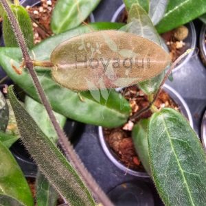 Hoya hypolasia
