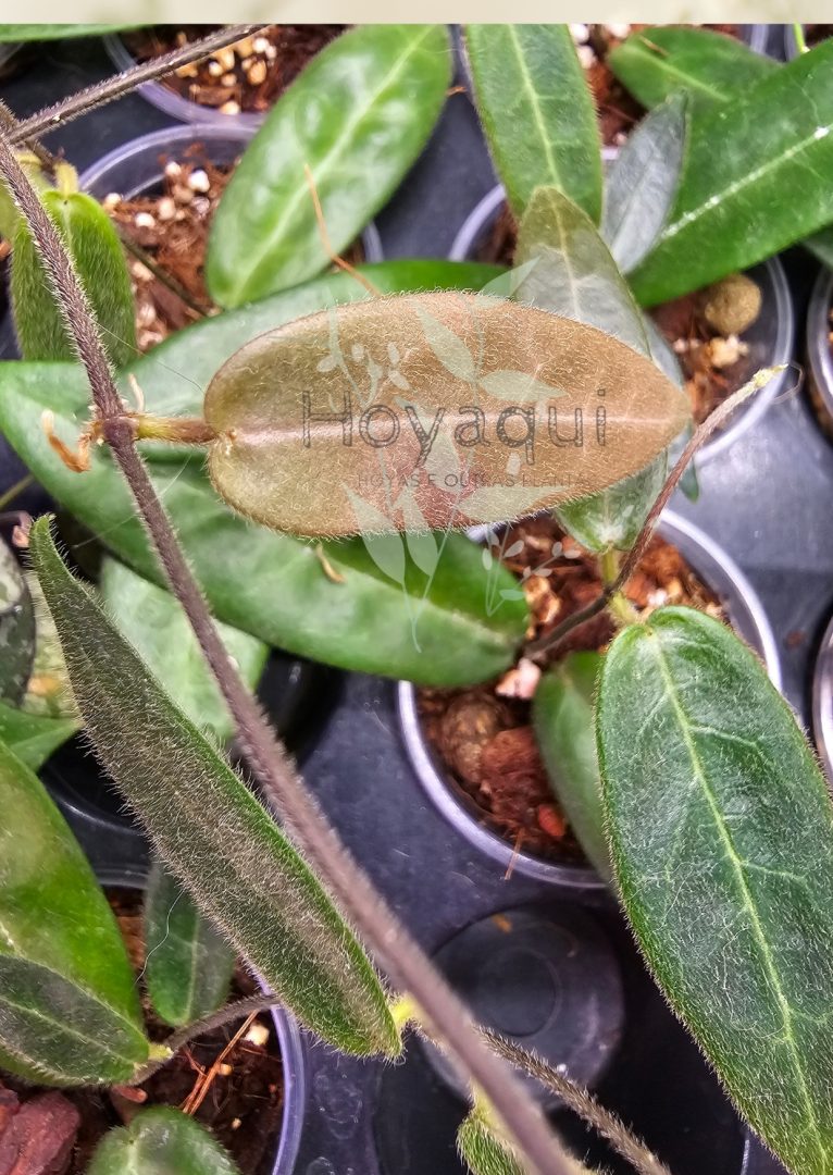 Hoya hypolasia Hoya hypolasia