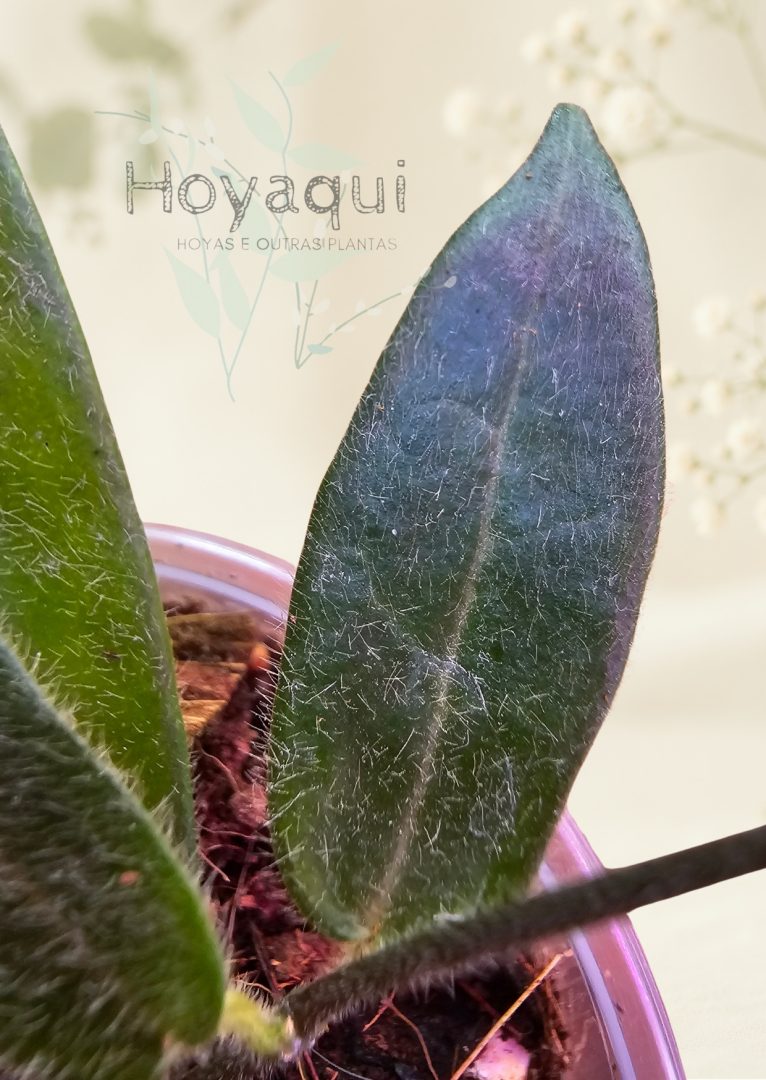 Hoya hypolasia Hoya hypolasia