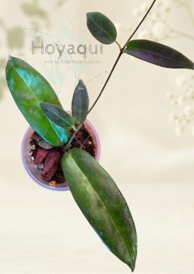 Hoya hypolasia