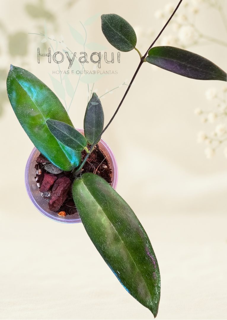 Hoya hypolasia Hoya hypolasia