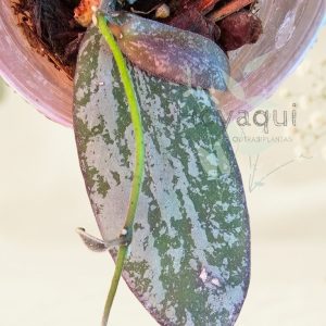 Hoya sigillatis ‘Round Leaf’ (AH001)