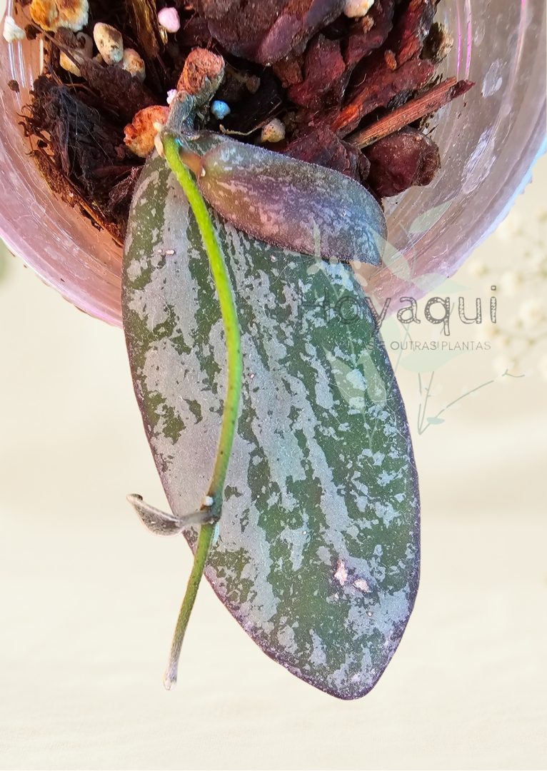 Hoya sigillatis ‘Round Leaf’ (AH001)