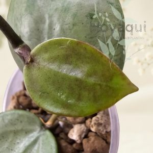 Hoya verticillata 'Silver Heart'