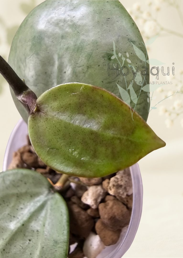 Hoya verticillata 'Silver Heart' Hoya verticillata 'Silver Heart'