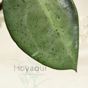 Hoya verticillata 'Silver Heart'